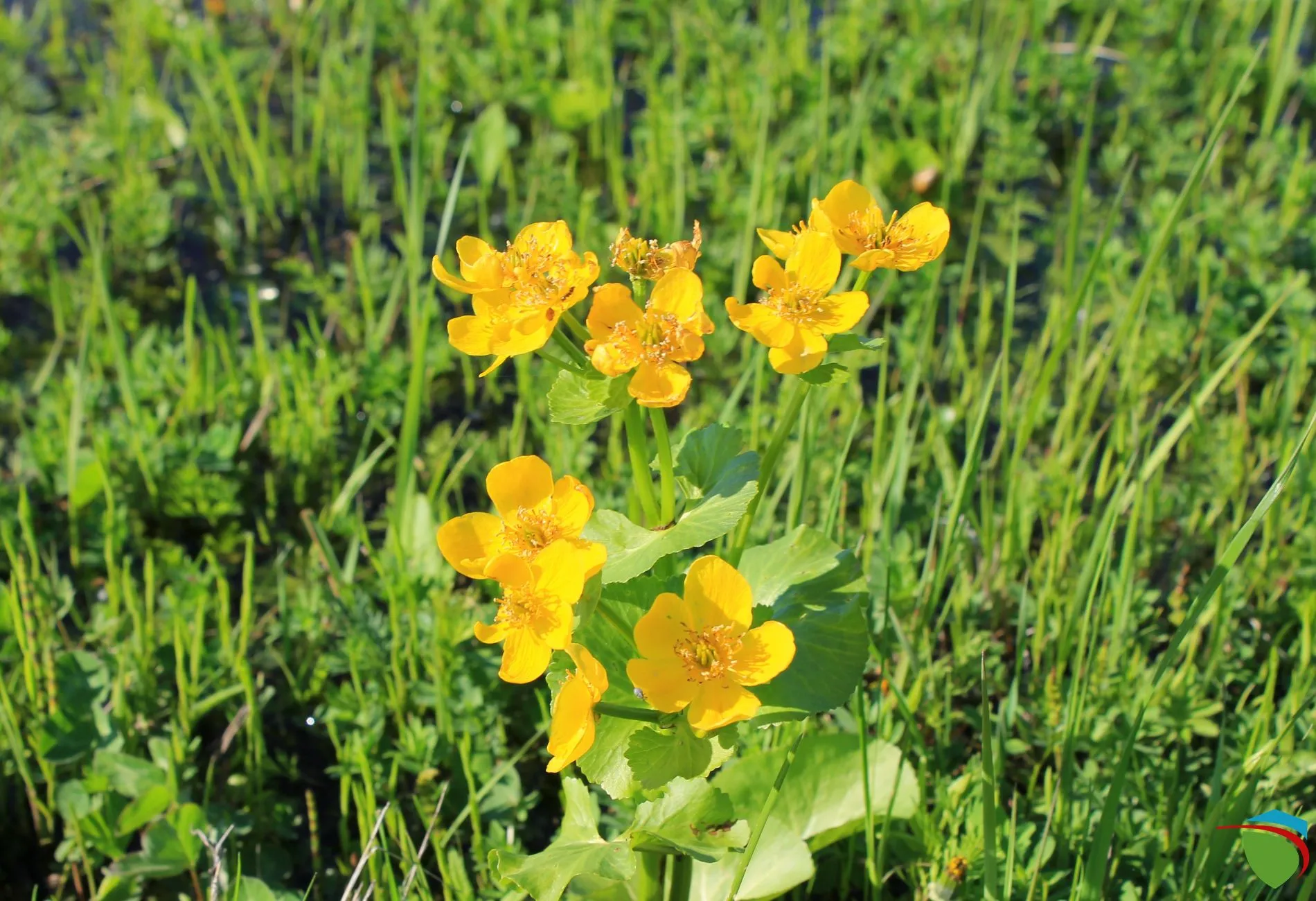 SKNL‑project in Limburg: natuurontwikkeling op voormalige landbouwgrond