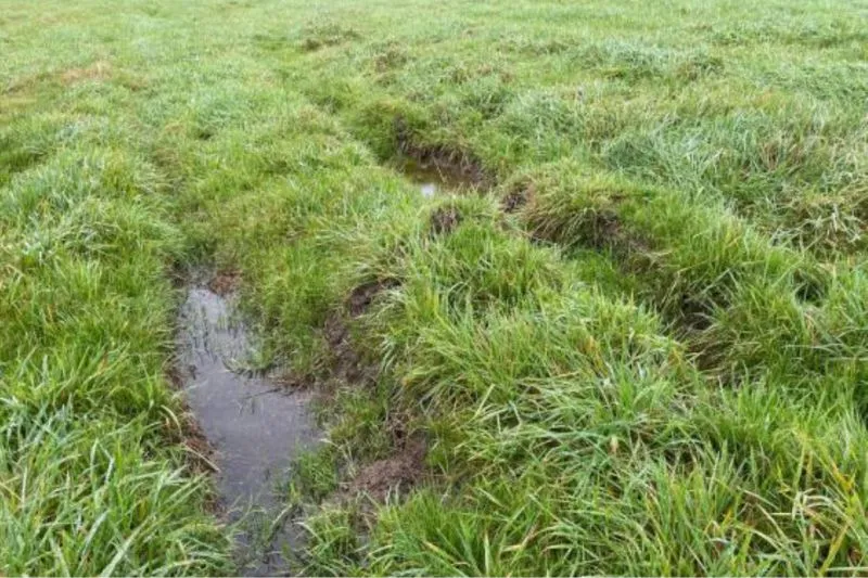 sknl-vochtig-hooiland-limburg