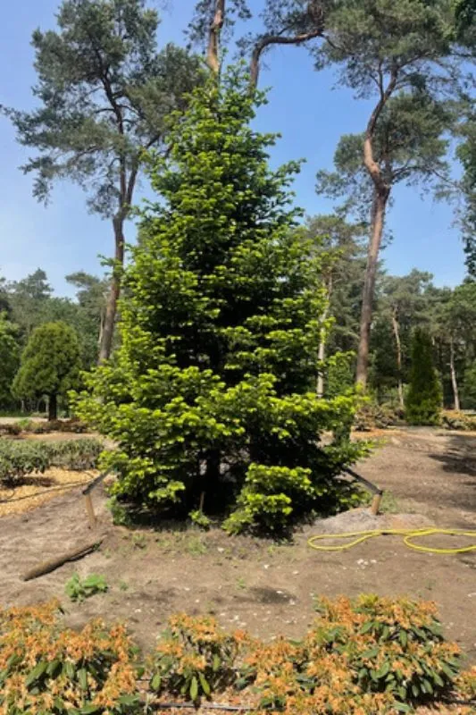 Grote_Bomen_1